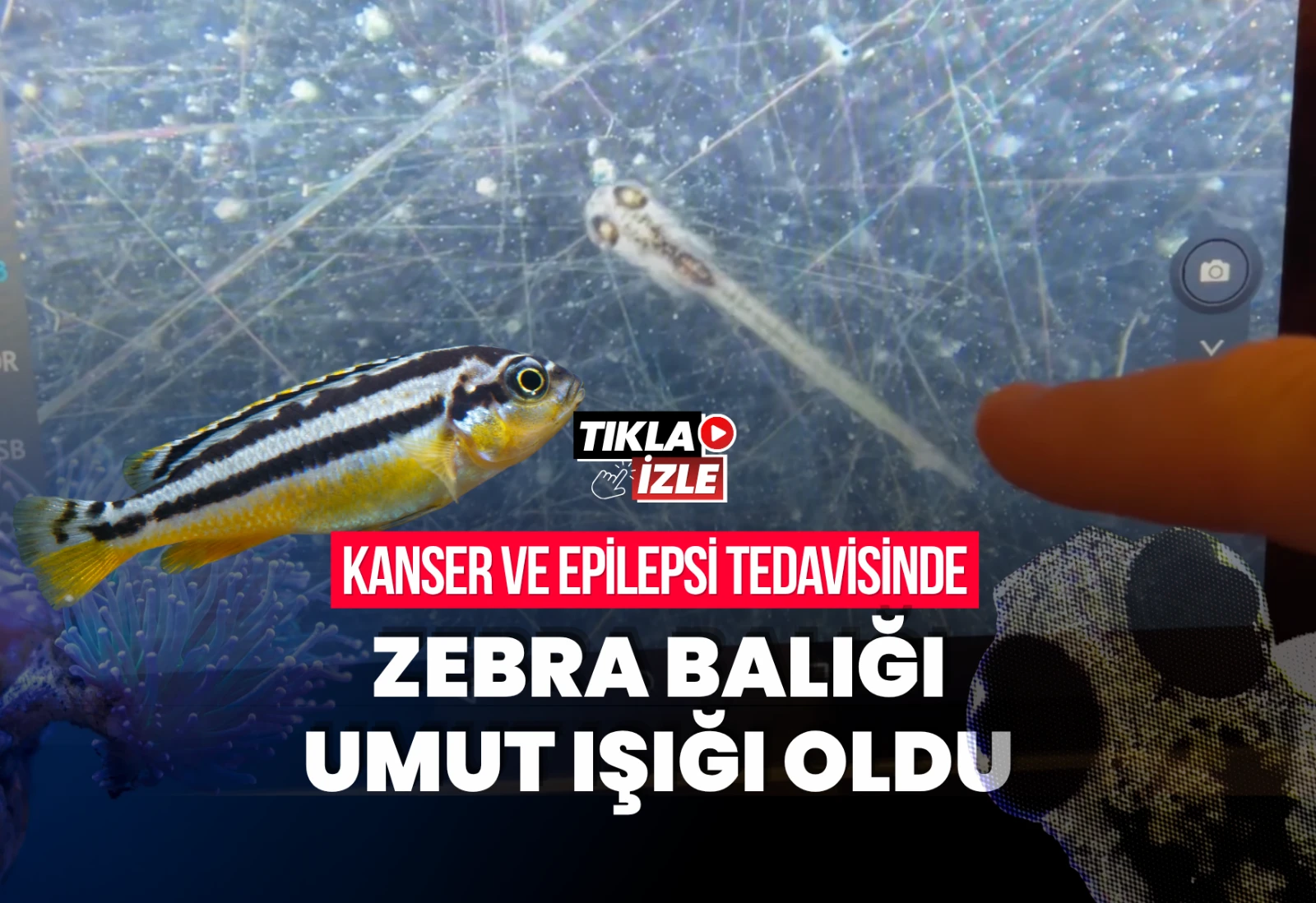 TEKİRDAĞ NKÜ’DE KANSER VE EPİLEPSİ TEDAVİSİNE IŞIK TUTACAK ARAŞTIRMA: ZEBRA BALIĞI