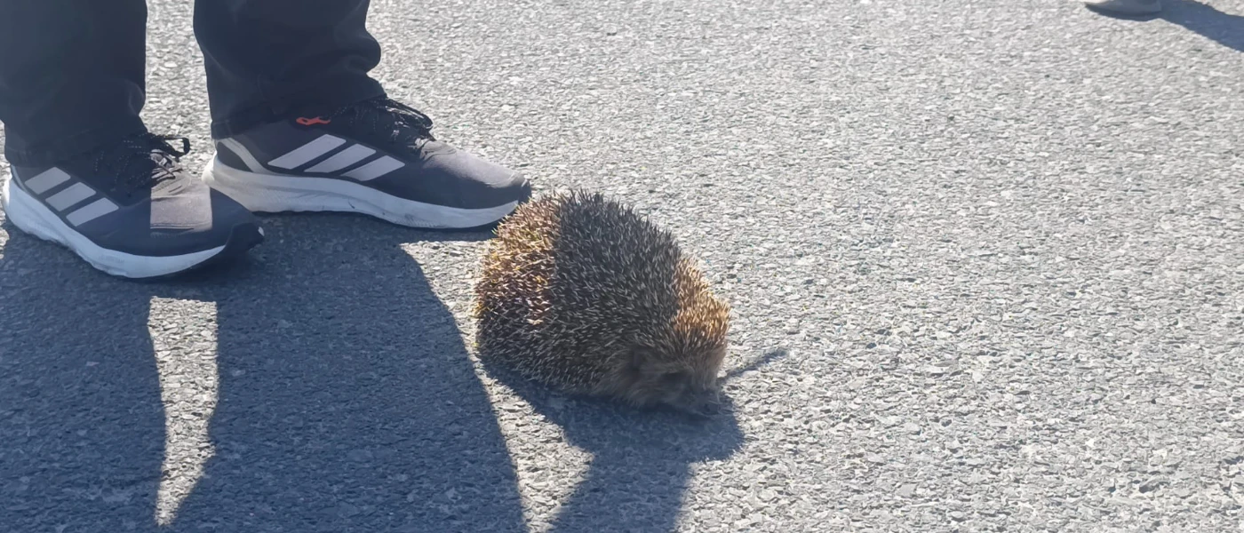 Tekirdağ'da polis memuru yangından kurtardığı kirpiye su verdi
